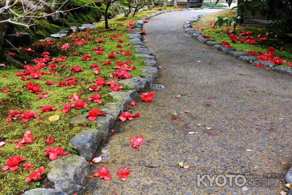 霊鑑寺のツバキ２