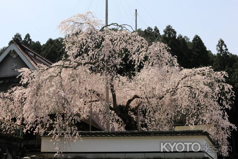 京都一本桜２５京北町１