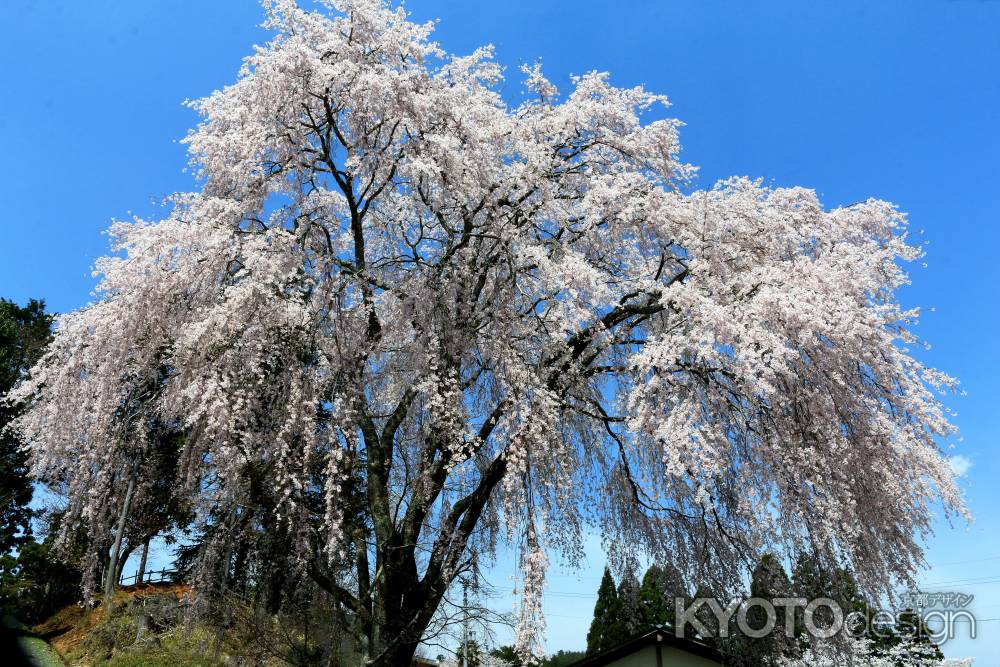 京都一本桜２７京北町３