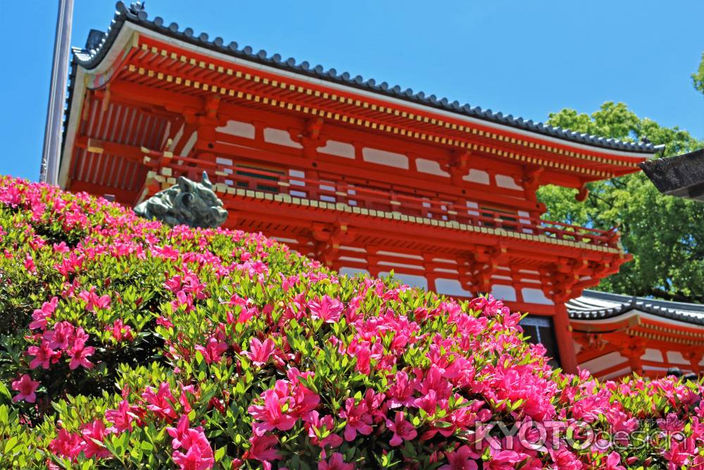 八坂神社のサツキ