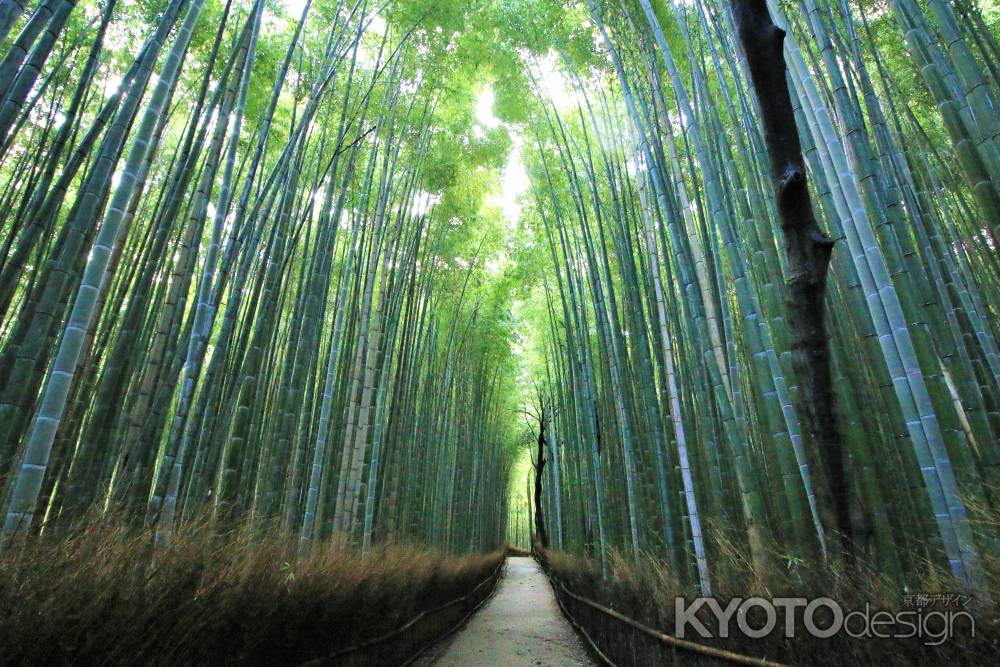 嵯峨野竹林２