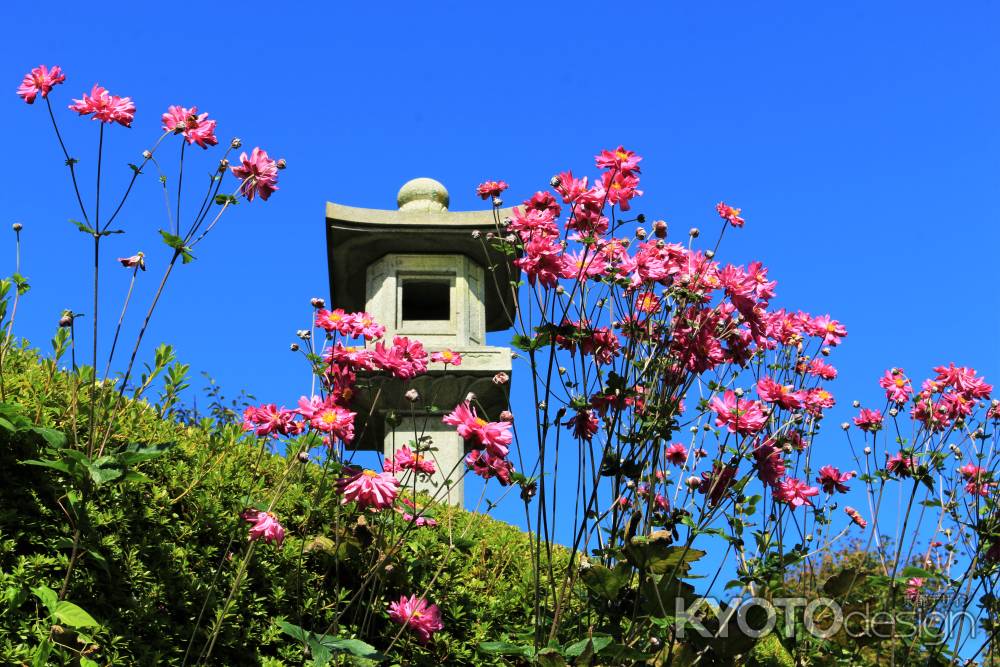 善峯寺の秋明菊