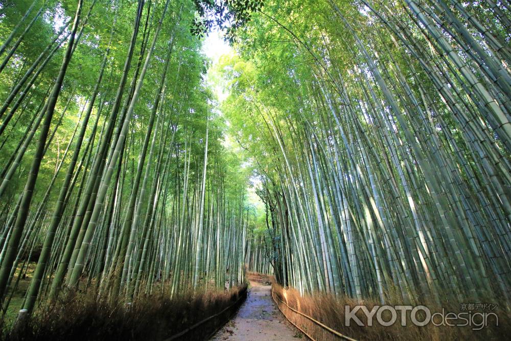 嵯峨野竹林３