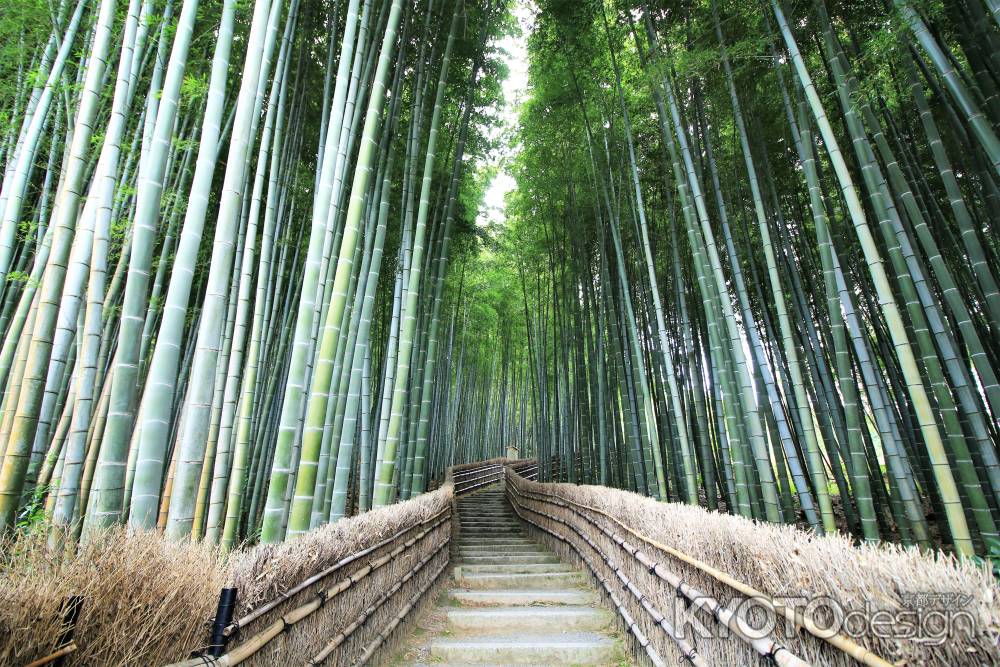 あだし野念仏寺の竹林