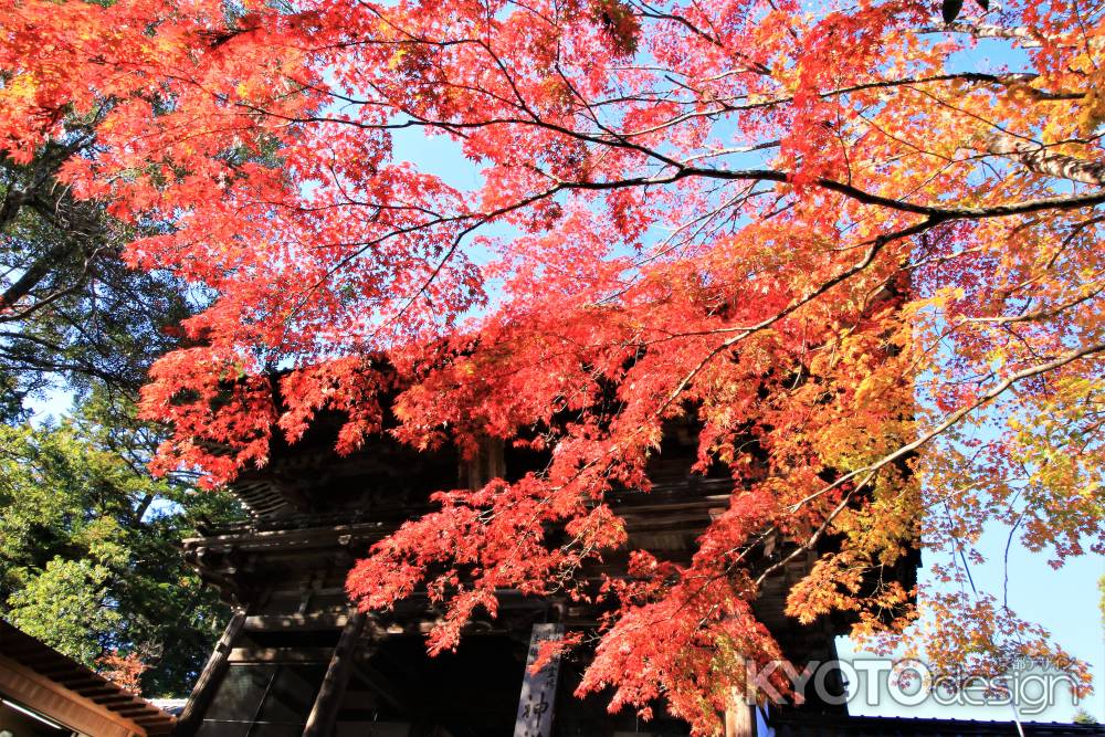 神護寺の紅葉