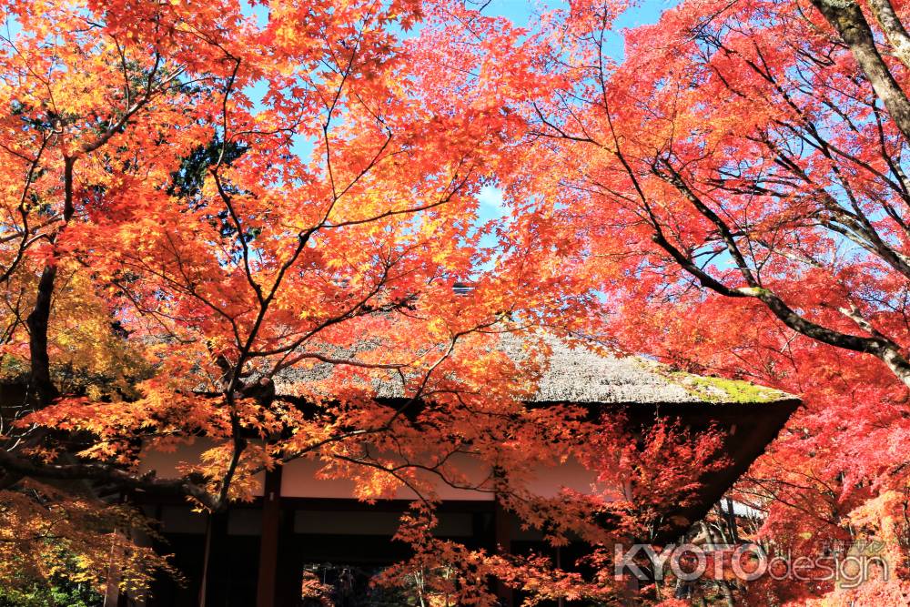 常寂光寺の紅葉