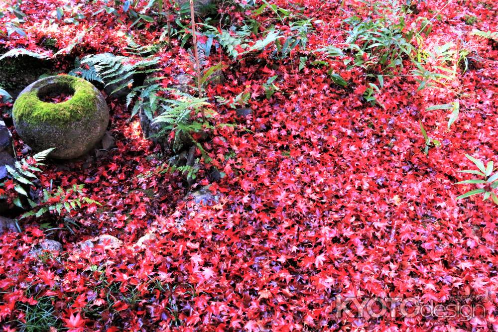 厭離庵の散り紅葉