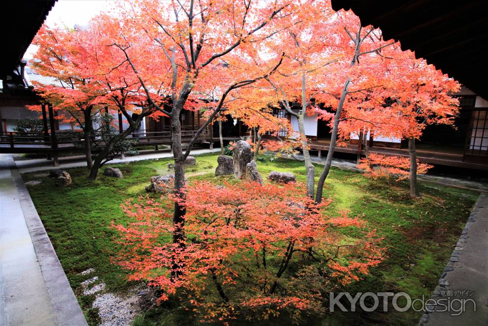 建仁寺潮音庭の紅葉