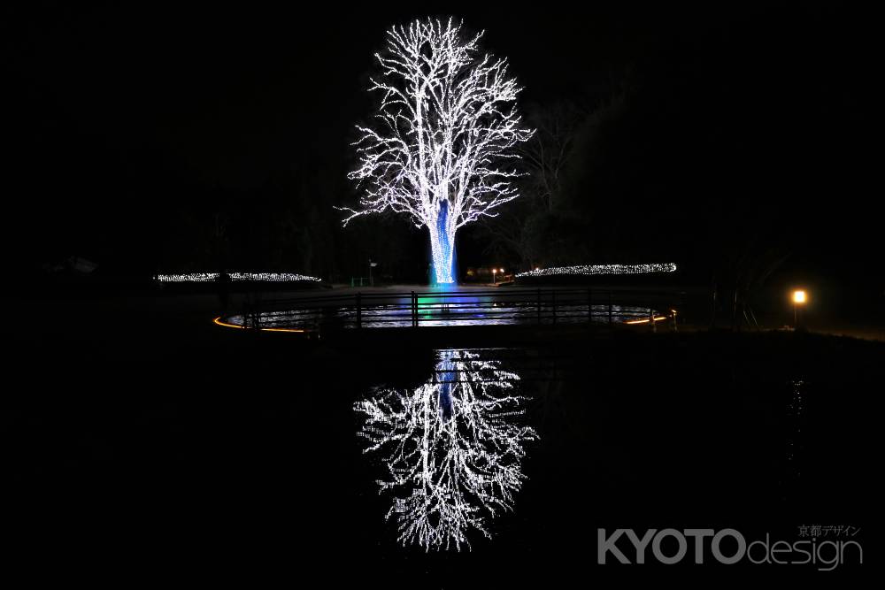 京都府立植物園イルミネーション１