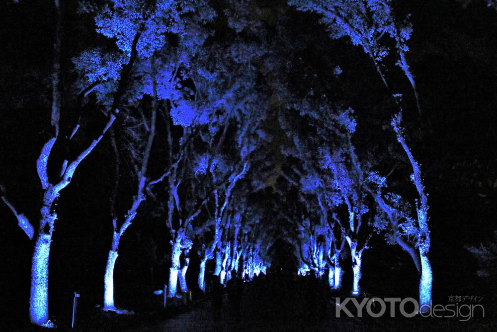 京都府立植物園イルミネーション２