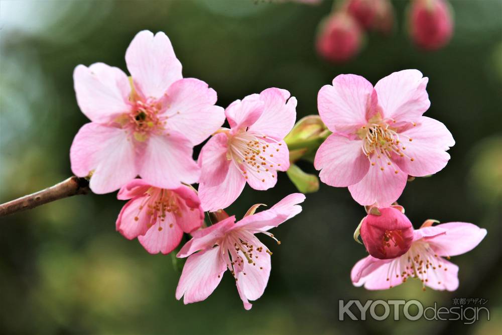 一条戻り橋、河津桜