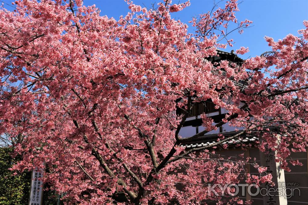 長徳寺のオカメ桜