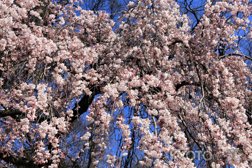 京都御苑、糸桜2018