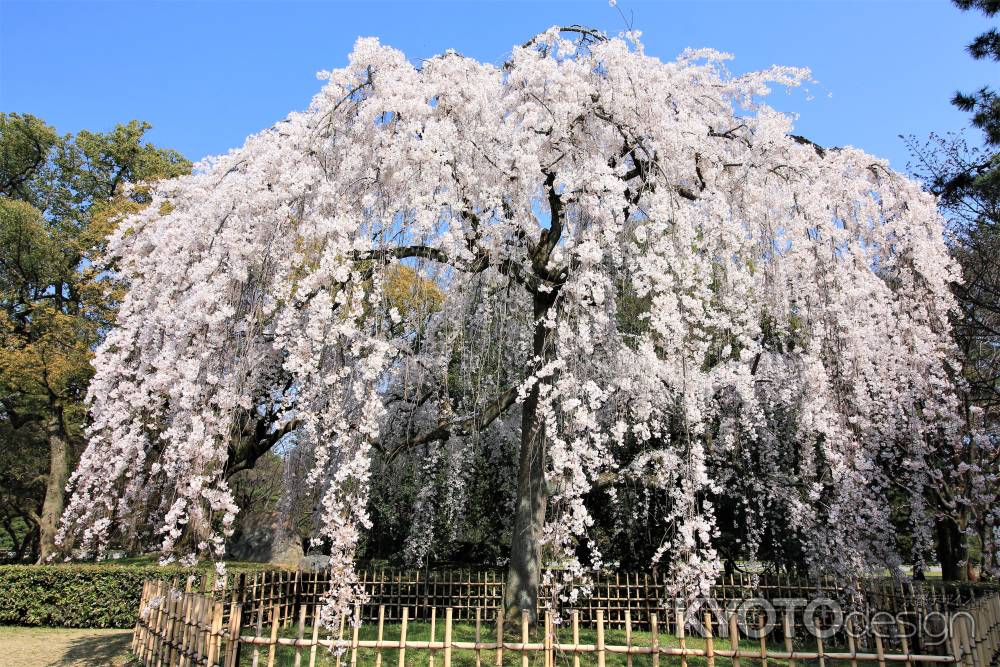 出水のしだれ桜