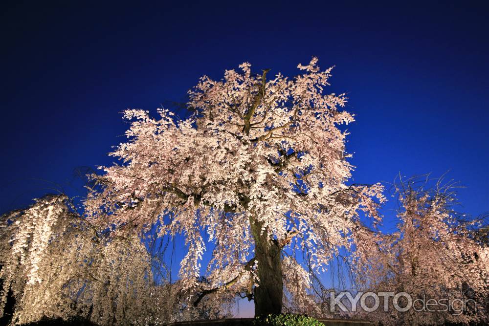 円山公園の桜2018