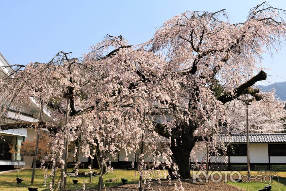 醍醐寺、霊宝館の桜2018