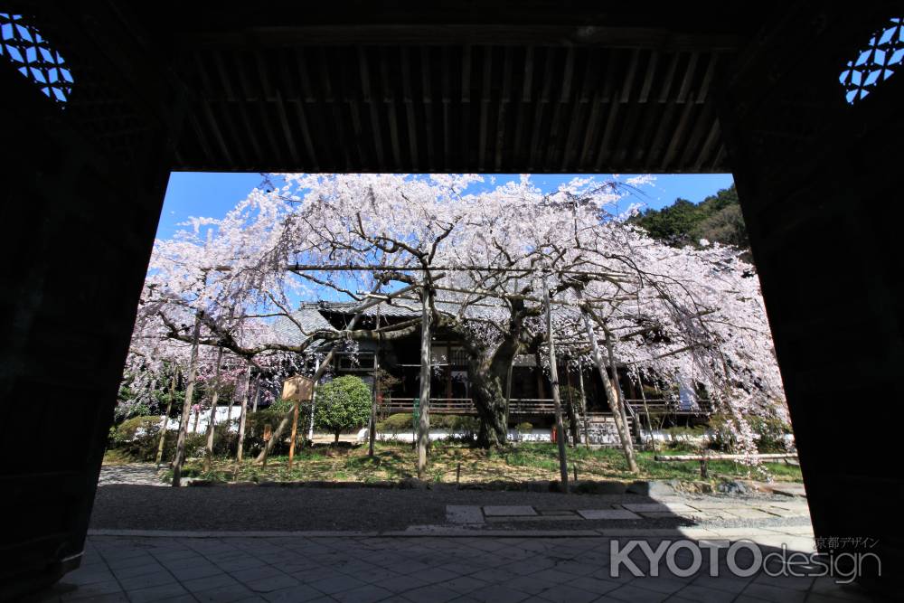 毘沙門堂の桜2018