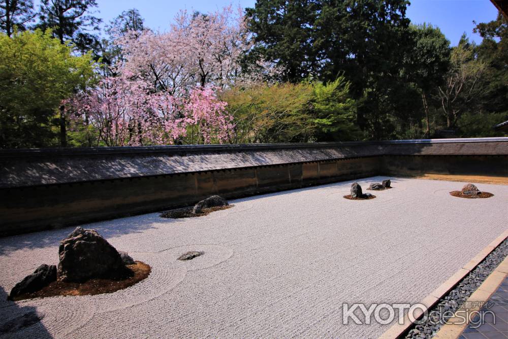 龍安寺石庭の桜2108