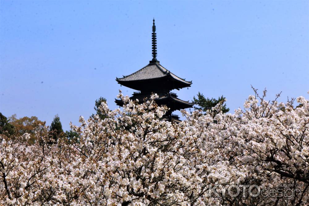 仁和寺御室桜2018