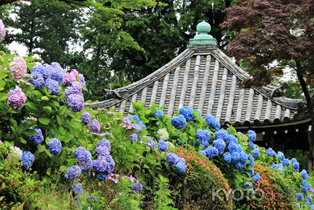 善峯寺のアジサイ2018