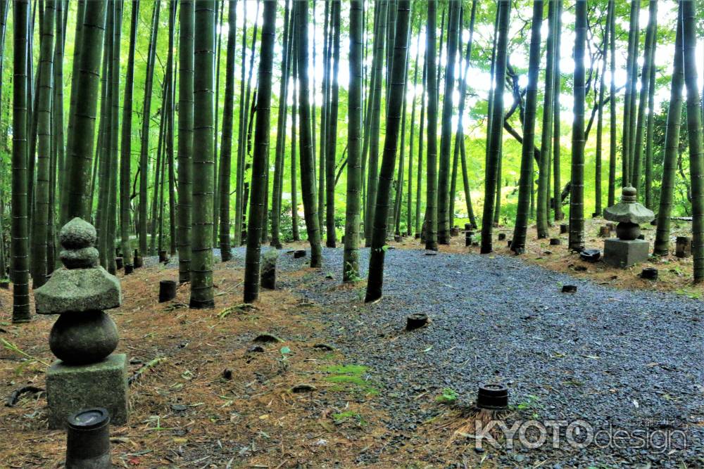 雨上がりの圓光寺竹林