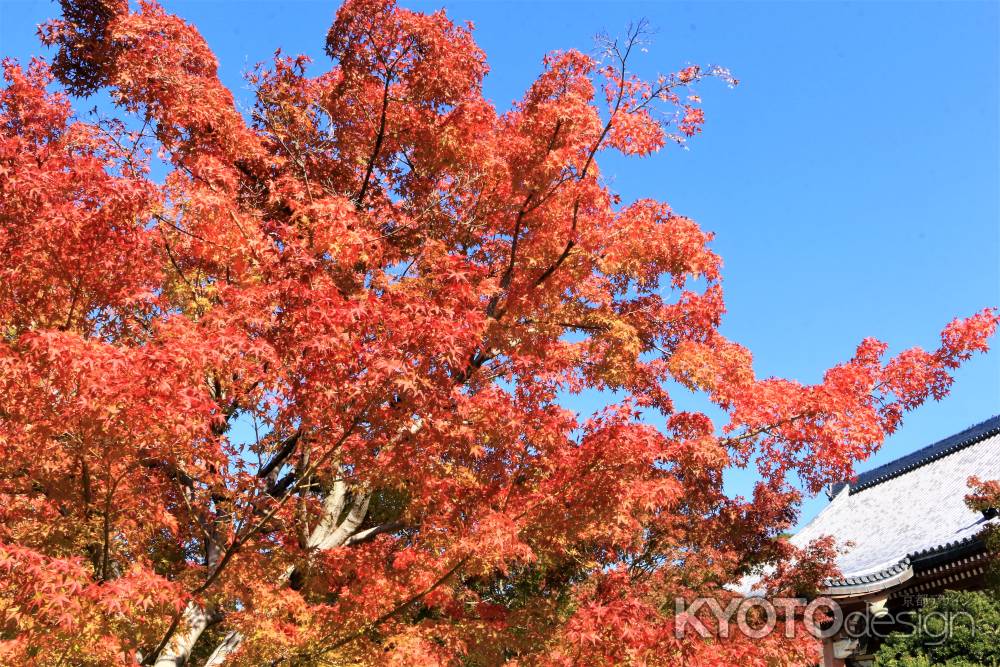 智積院の紅葉2018