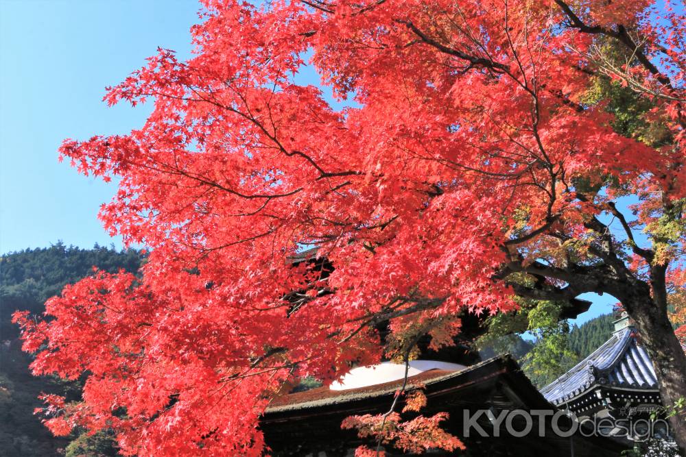 善峯寺の紅葉2018