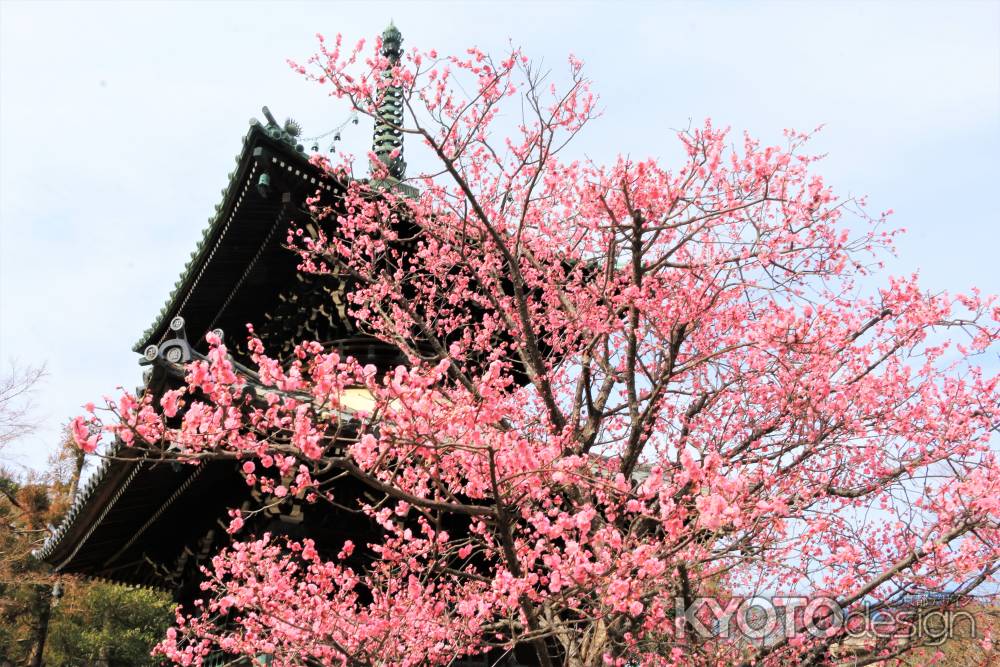 清凉寺の梅