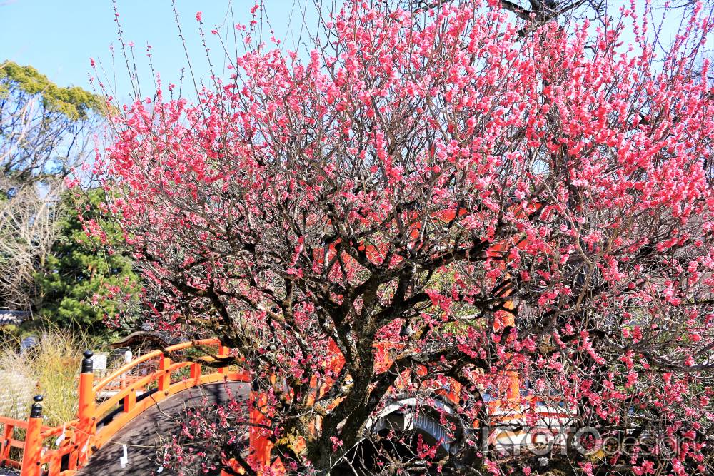 下鴨神社、光琳の梅