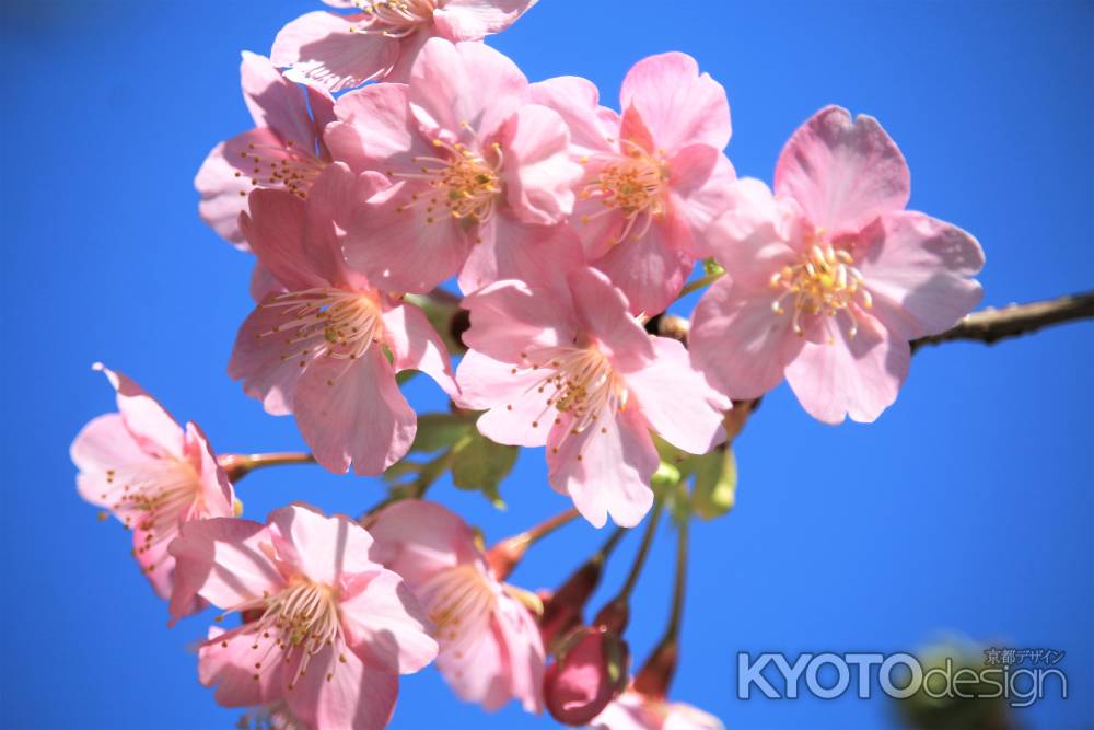 一条戻り橋、河津桜３