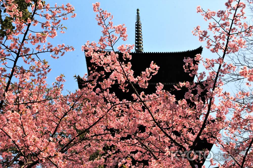 東寺の河津桜