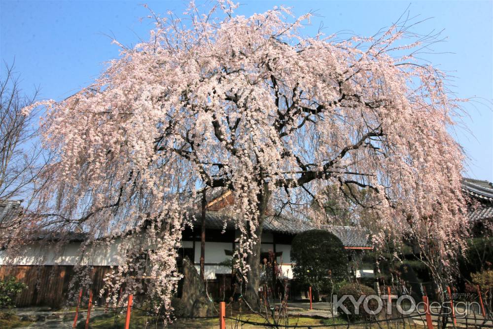 本満寺の枝垂れ桜2019