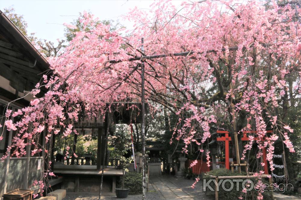 水火天満宮の桜2019