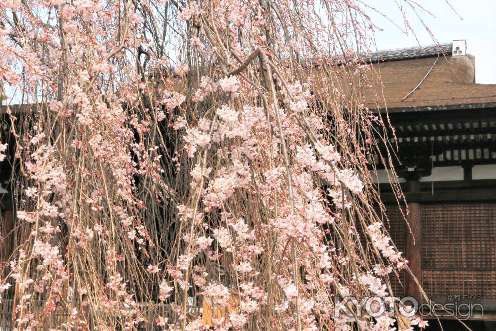 千本釈迦堂のお亀桜2019