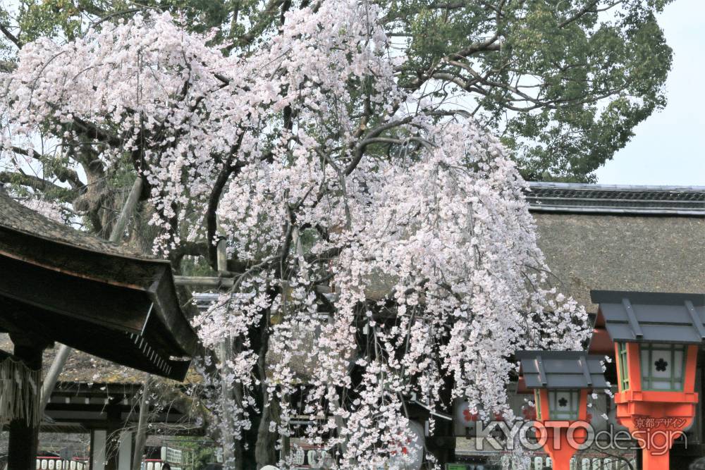 平野神社の魁桜2019