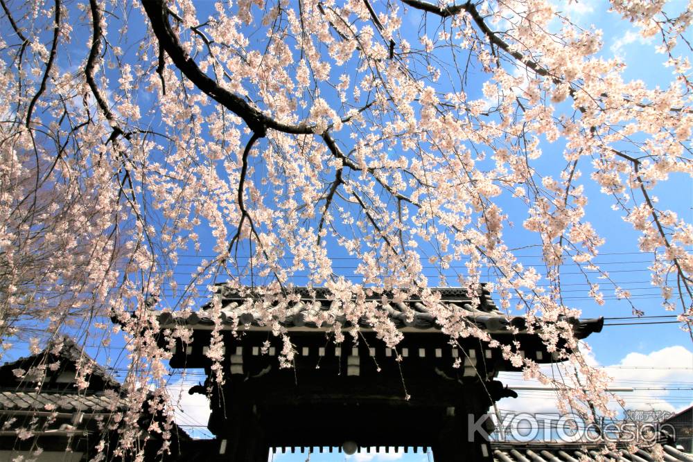 上品蓮台寺の枝垂れ桜2019