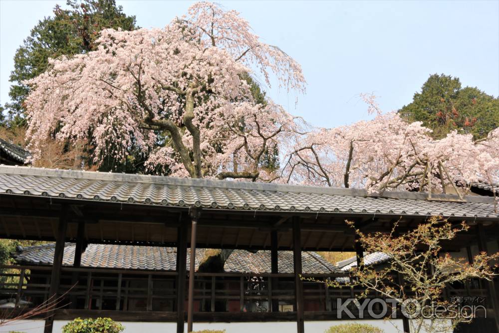 十輪寺の桜２０１９