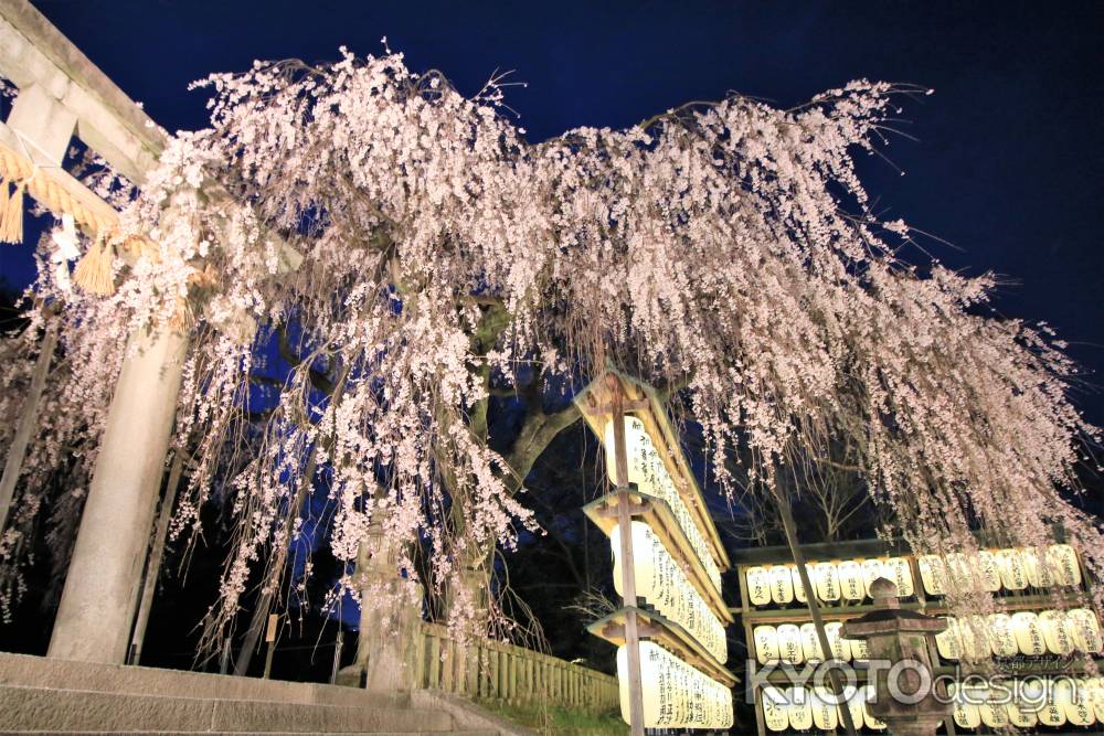 大石神社の桜２０１９ライトアップ