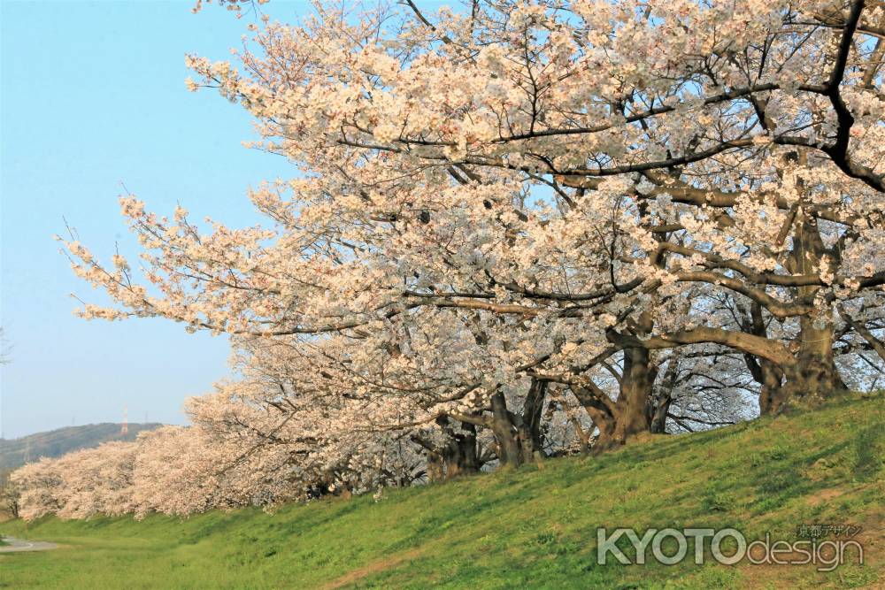 八幡、背割堤2019