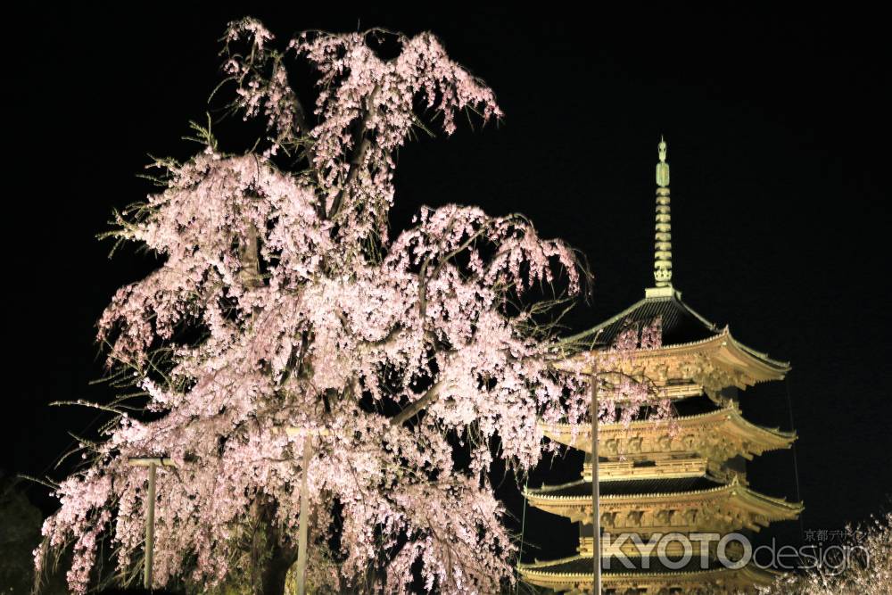 東寺の桜2019