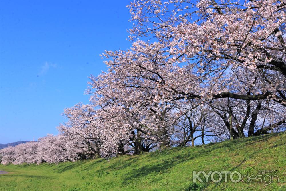 八幡、背割り堤2019-2