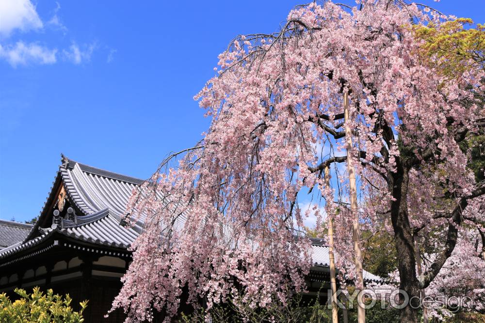 法金剛院の桜2019