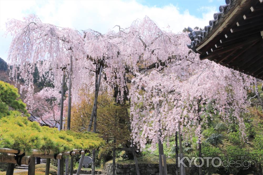 善峯寺の桜2019