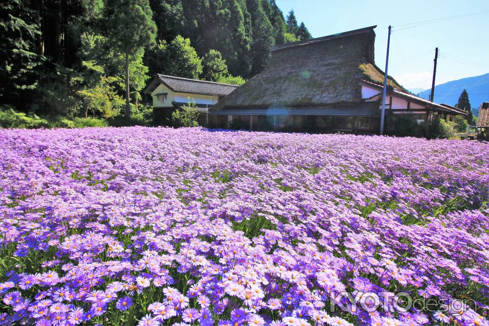 久多の友禅菊