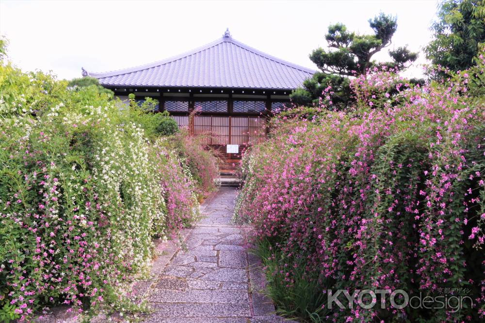 常林寺の萩2019