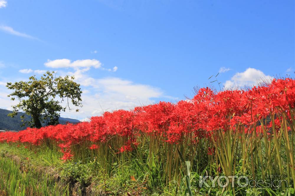 亀岡の彼岸花2019