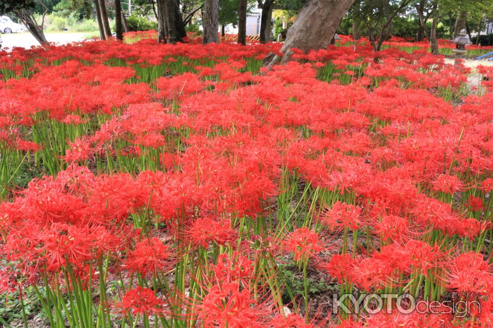 八幡市の彼岸花