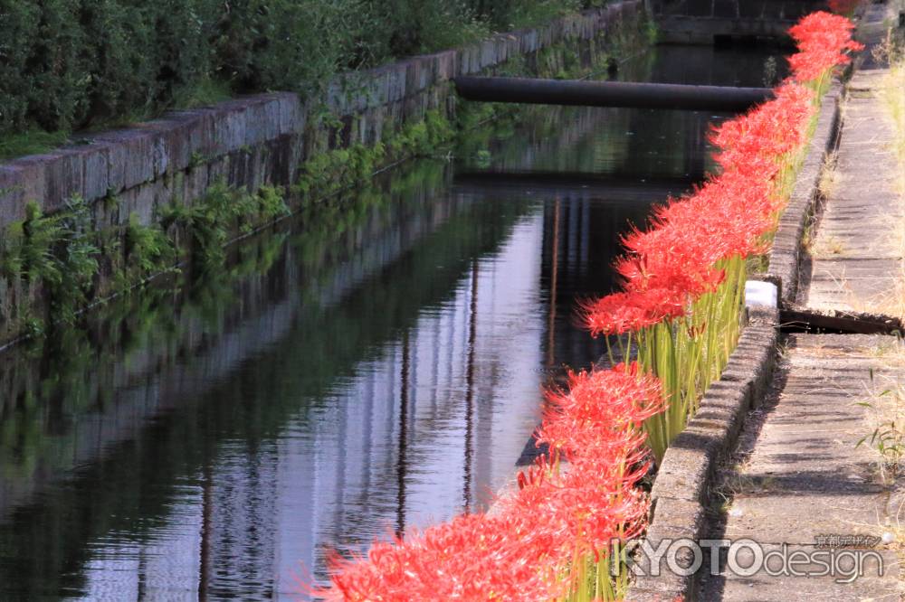 東本願寺の彼岸花