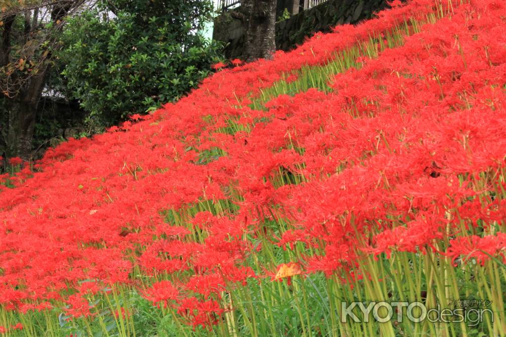 大原の彼岸花2019-1