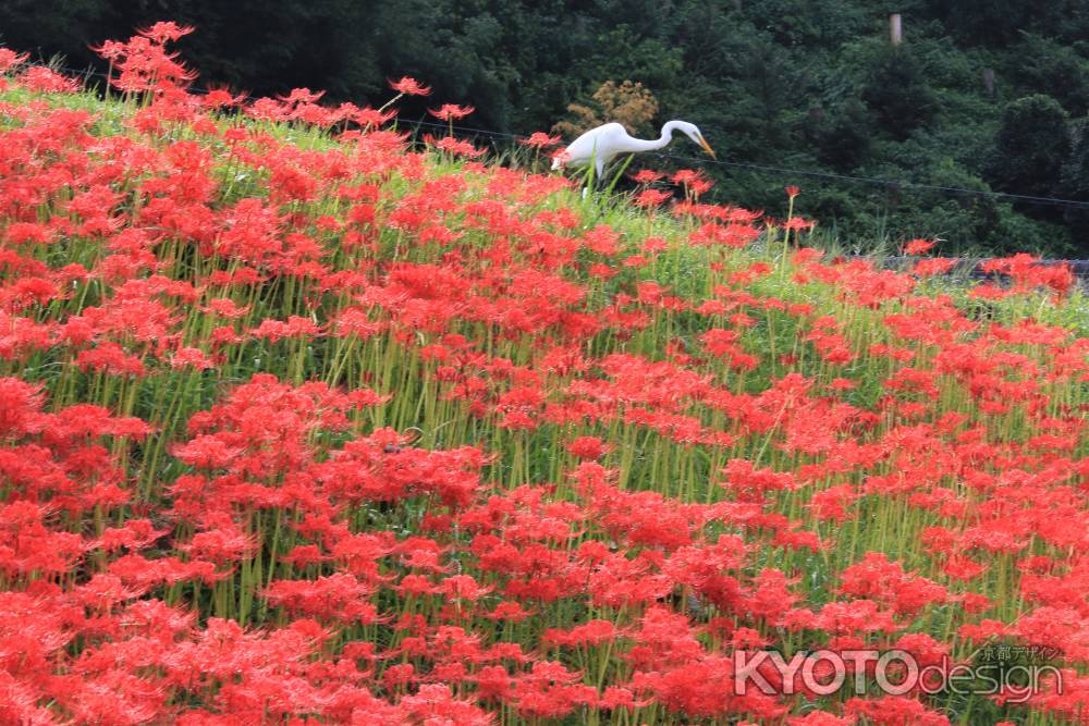 大原の彼岸花2019-2